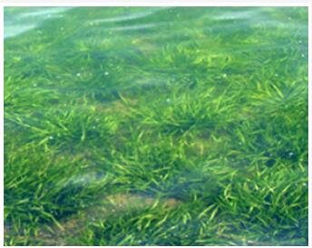 水生生態(tài)系統(tǒng)恢復(fù)技術(shù)